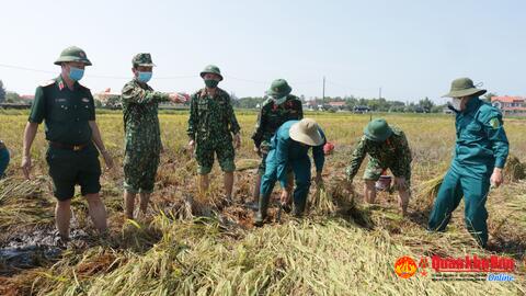 Quân khu 4: Điều động bộ đội giúp nhân dân gặt lúa bị ngã đổ, ngập nước.