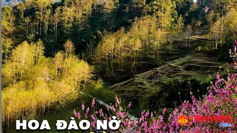 Giới thiệu ca khúc: HOA ĐÀO NỞ VEN RỪNG của Nhà thơ Hồ Dần