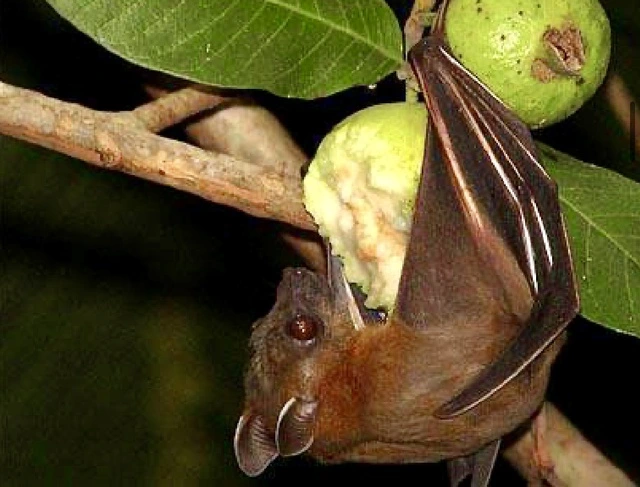 Bộ Y tế khuyến cáo không ăn trái cây bị động vật cắn đề phòng virus Nipah