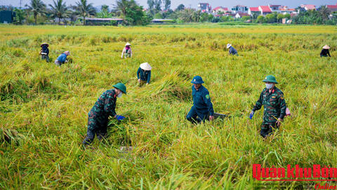 Nghệ An, Hà Tĩnh: Lực lượng vũ trang giúp Nhân dân thu hoạch lúa