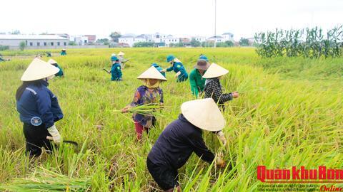 Lực lượng vũ trang xã Quỳnh Lưu (Nghệ An) phối hợp giúp giáo dân thu hoạch lúa