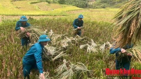 Ban Chỉ huy Quân sự xã Phú Xuân (Thanh Hóa) giúp bà con thu hoạch lúa mùa