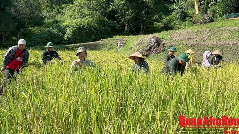 Đoàn Kinh tế - Quốc phòng 5 (Quân khu 4) giúp Nhân dân thu hoạch lúa