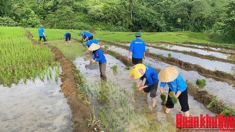 Trí thức trẻ tình nguyện Đoàn Kinh tế - Quốc phòng 4 (Quân khu 4): Chung sức xây biên cương xứ Nghệ