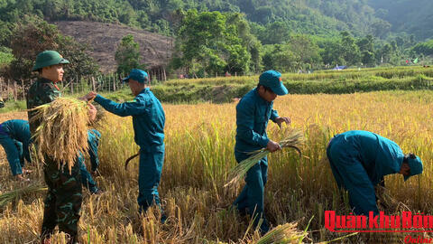 Ban Chỉ huy Quân sự xã Thượng Trạch (Quảng Trị) giúp nhân dân thu hoạch lúa đông xuân