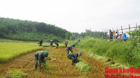 Đoàn Kinh tế - Quốc phòng 92: Giúp dân thu hoạch lúa