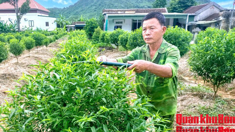Cựu chiến binh “bén duyên” với trồng đào