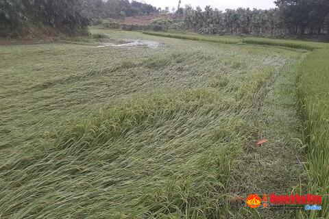 Mưa lớn khiến hơn 1.000 ha lúa bị ngập úng, sạt lở ta luy đường Hồ Chí Minh