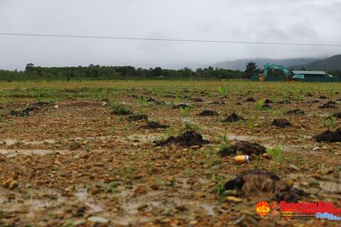 Đánh “giặc da cam”, hồi sinh A So