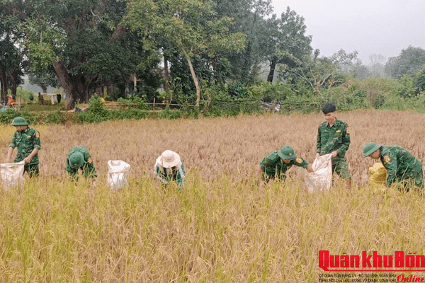 Quảng Trị: Bộ đội Biên phòng giúp dân thu hoạch lúa, ứng phó mưa lũ