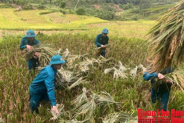 Ban Chỉ huy Quân sự xã Phú Xuân (Thanh Hóa) giúp bà con thu hoạch lúa mùa