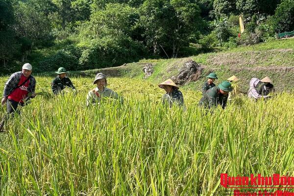Đoàn Kinh tế - Quốc phòng 5 (Quân khu 4) giúp Nhân dân thu hoạch lúa