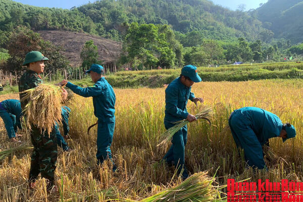 Ban Chỉ huy Quân sự xã Thượng Trạch (Quảng Trị) giúp Nhân dân thu hoạch lúa
