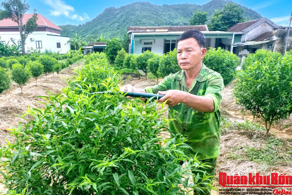 Cựu chiến binh “bén duyên” với trồng đào