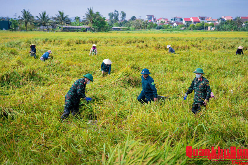 Nghệ An, Hà Tĩnh: Lực lượng vũ trang giúp Nhân dân thu hoạch lúa