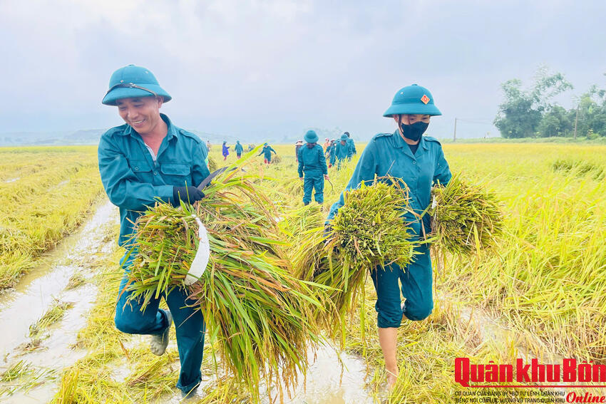 Quân - dân xã Sơn Tiến, tỉnh Hà Tĩnh khẩn trương gặt lúa chạy lũ
