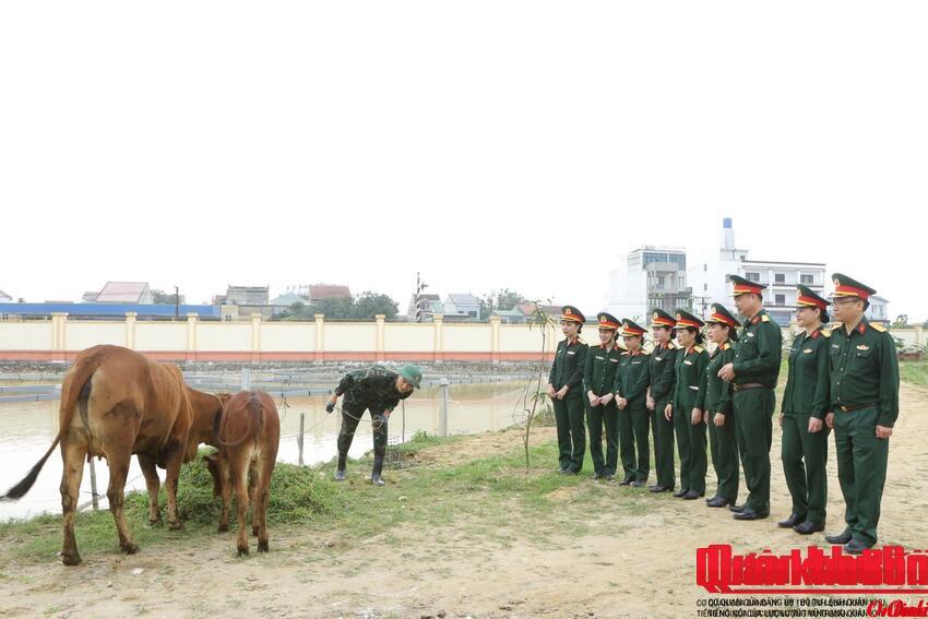 Hội Phụ nữ Cục Chính trị Quân khu 4 ra mắt mô hình “Đàn bò sinh kế”