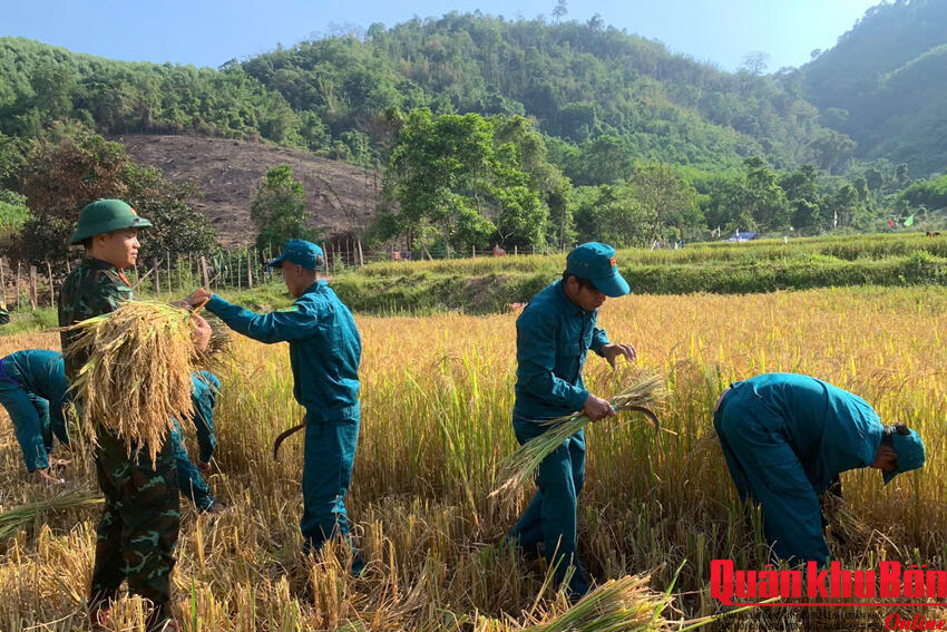 Ban Chỉ huy Quân sự xã Thượng Trạch (Quảng Trị) giúp Nhân dân thu hoạch lúa
