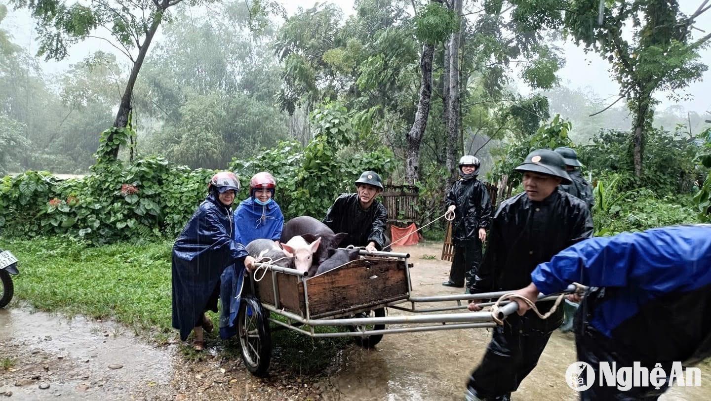 Đồn biên phòng Môn Sơn phối hợp với các lực lượng giúp dân di chuyển gia súc đến nơi an toàn