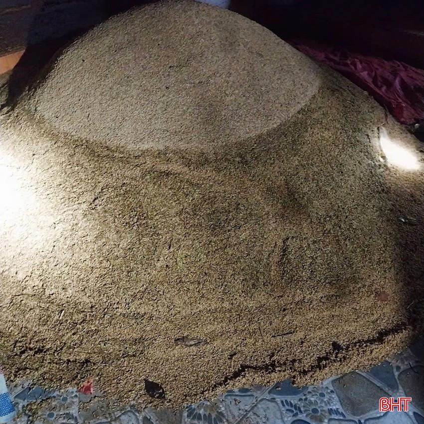 Lúa xuân vừa thu hoạch của người dân Cẩm Xuyên bị ngập lụt. bqbht_br_676111.jpg