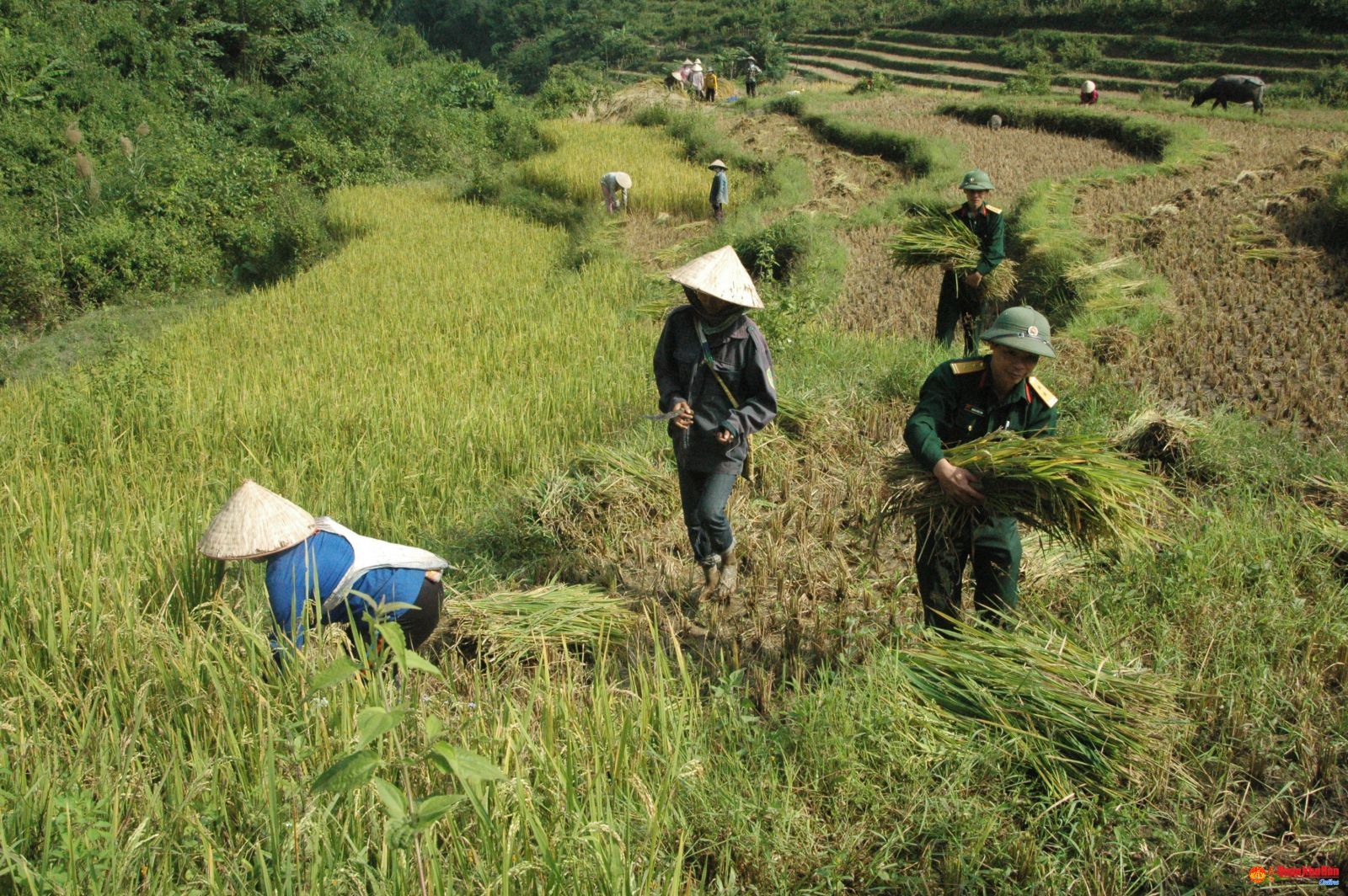 Cán bộ  đội sản xuất 1,  Đoàn KT-QP 5  giúp bà con  nhân dân  xã Mường Chanh, Mường Lát,  Thanh Hóa thu hoạch lúa.