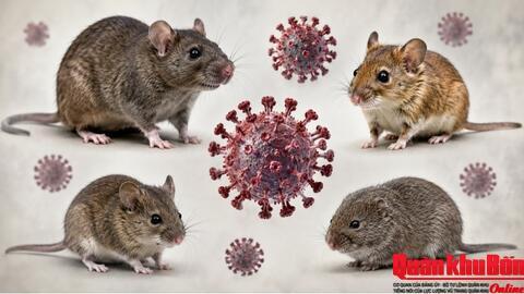 Những điều cần biết về loại virus Hanta nguy hiểm chết người