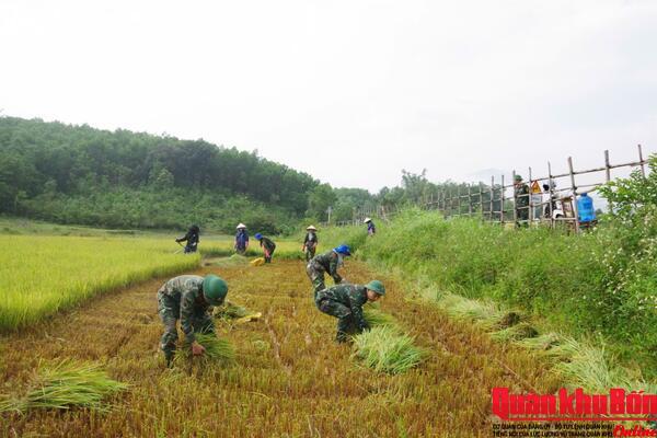 Đoàn Kinh tế - Quốc phòng 92: Giúp dân thu hoạch lúa