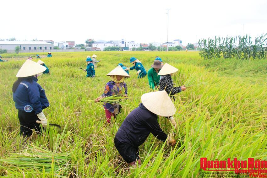 Lực lượng vũ trang xã Quỳnh Lưu (Nghệ An) phối hợp giúp giáo dân thu hoạch lúa