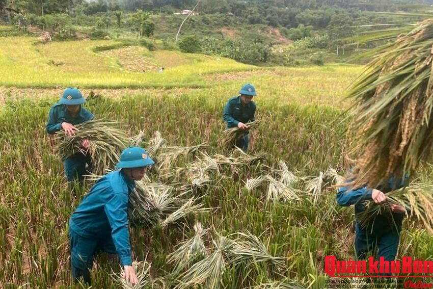 Ban Chỉ huy Quân sự xã Phú Xuân (Thanh Hóa) giúp bà con thu hoạch lúa mùa