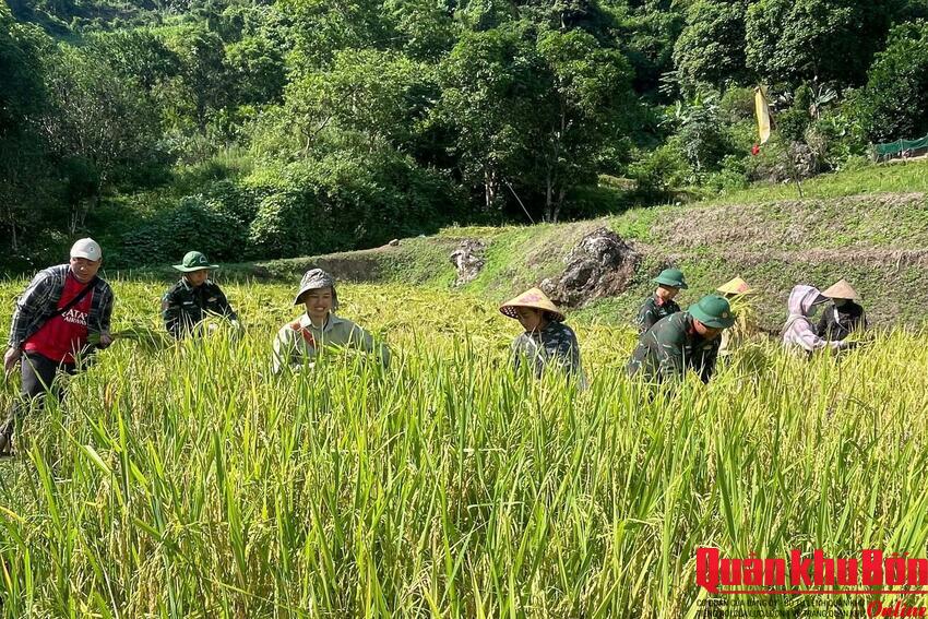 Đoàn Kinh tế - Quốc phòng 5 (Quân khu 4) giúp Nhân dân thu hoạch lúa
