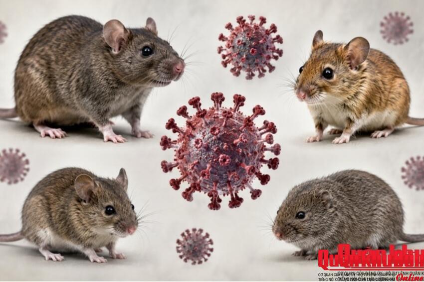 Những điều cần biết về loại virus Hanta nguy hiểm chết người